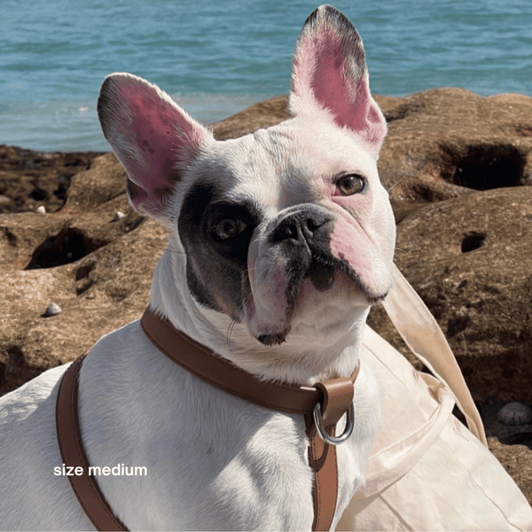 frenchie wears the harness in size M brown