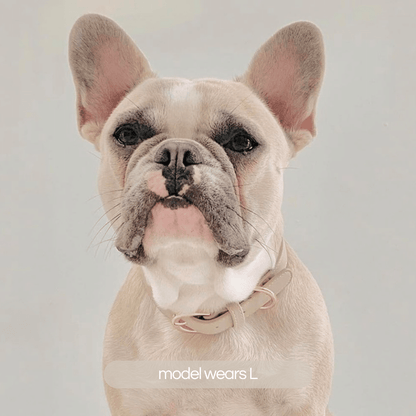 French bulldog wears the large taupe collar