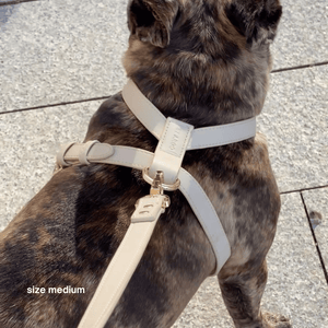 taupe harness on a dappled frenchie