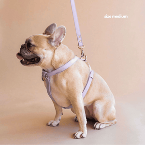 frenchie in lilac harness and lead