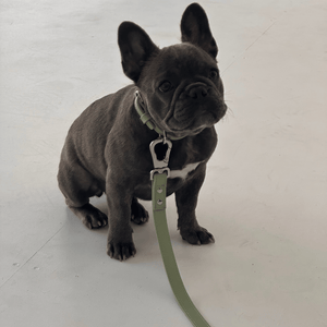 a french bulldog puppy wears the sage green leash