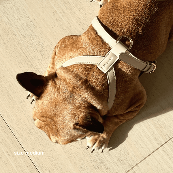 frenchie lays down in the taupe harness in size M