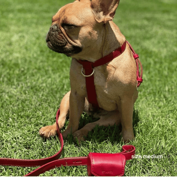 the ruby red walk set in M on a Frenchie