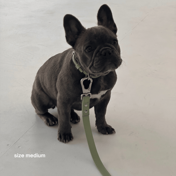 frenchie puppy wears the sage collar