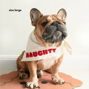 frenchie wears the bandana on side naughty