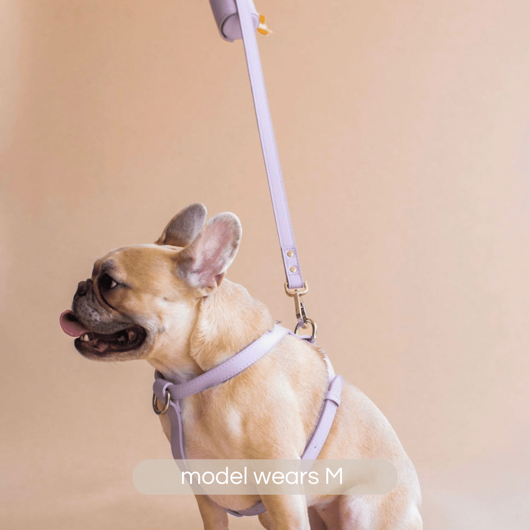 french bulldog in lilac harness