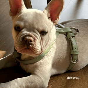 frenchie pup in a size small