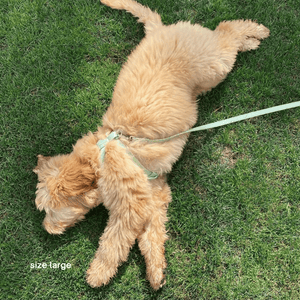 the sage harness on a golden doodle