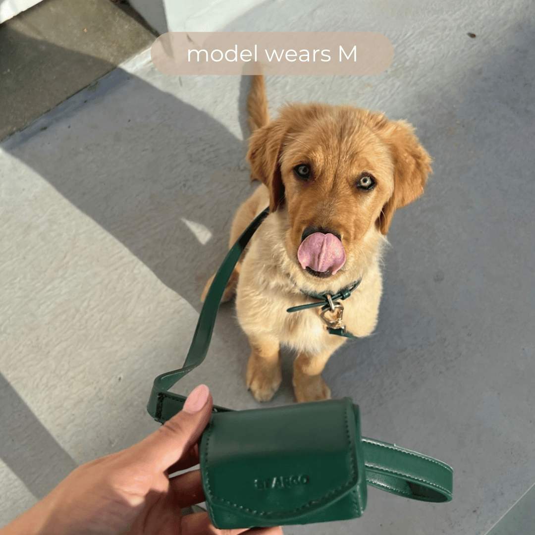 golden retriever adoescent in the medium collar walk set