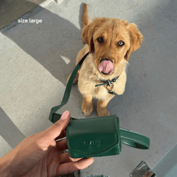 the bottle green walk set on a golden retriever