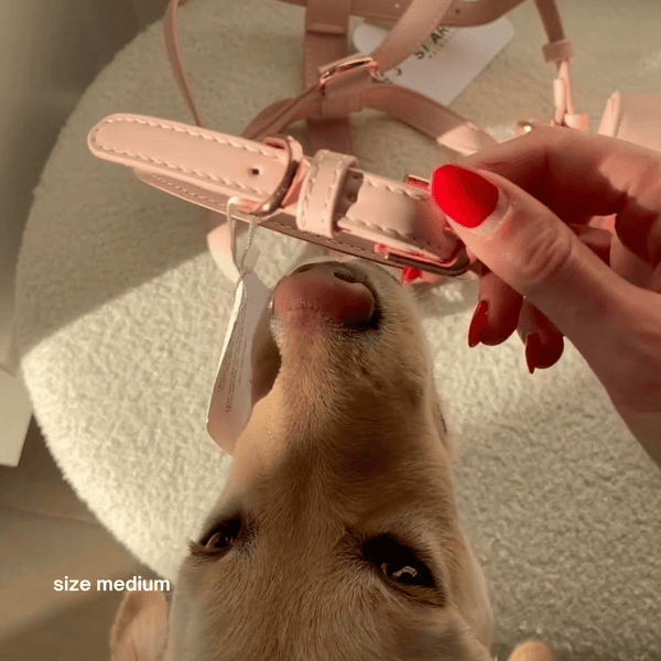 golden retriever sniffs the pale pink collar