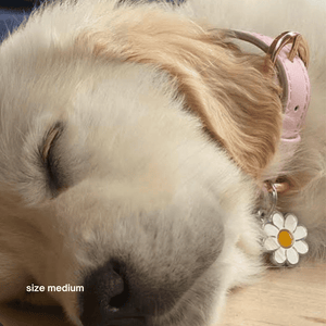 golden retriever in medium pale pink collar