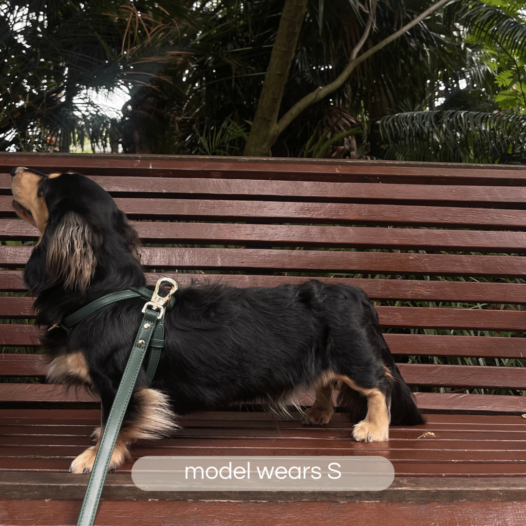 dachshund on park bench in small green harness