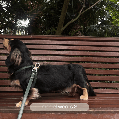 dachshund on park bench in small green harness