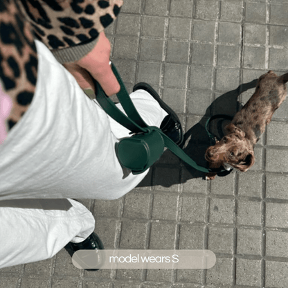 dappled dachshund wears the ST ARGO bottle green luxury dog collar walk set in size small.