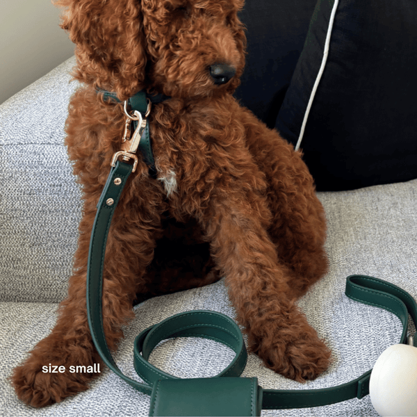 the small set on a oodle puppy