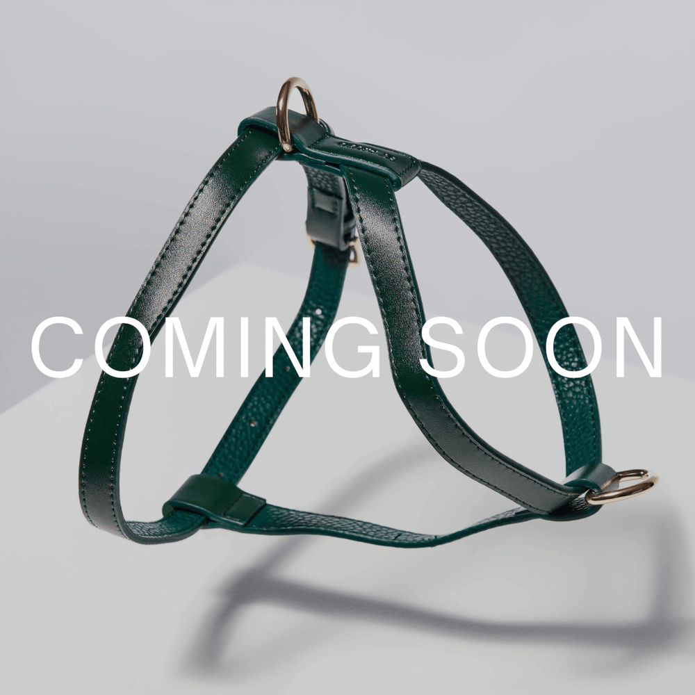 Green leather dog harness with 'COMING SOON' text on a light gray background