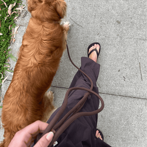 using the cocoa brown leash on walk