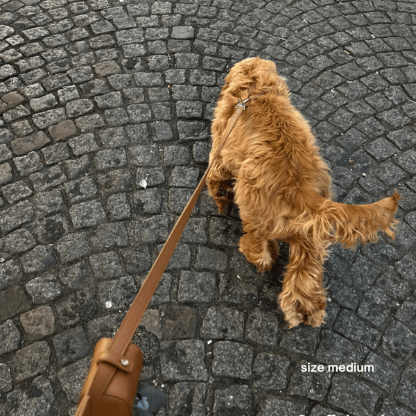 the medium harness set on a cocker spaniel