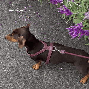 Dachshund wearing a burgundy harness and leash on a gray pavement with purple flowers.