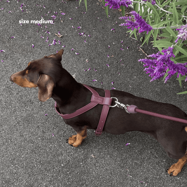 Dachshund wearing a burgundy harness and leash on a gray pavement with purple flowers.
