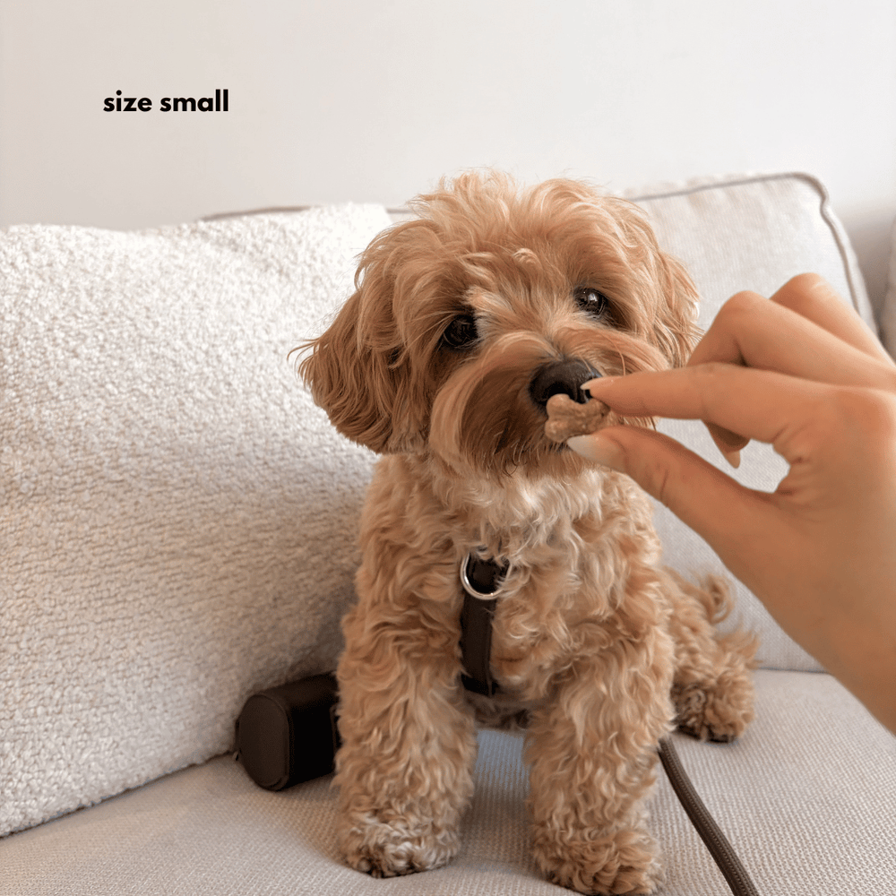 Cocoa Brown dog harness on a white background