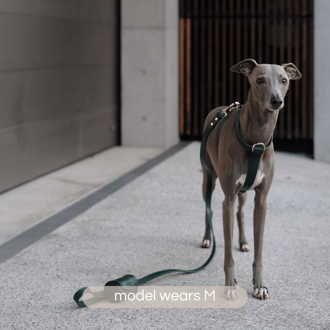 grey italian greyhound pictured in Tokyo wearing the ST ARGO bottle green vegan leather harness walk set. Size medium.