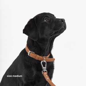 labrador puppy in brown collar