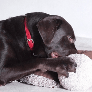 chocolate lab in the large ruby red collar