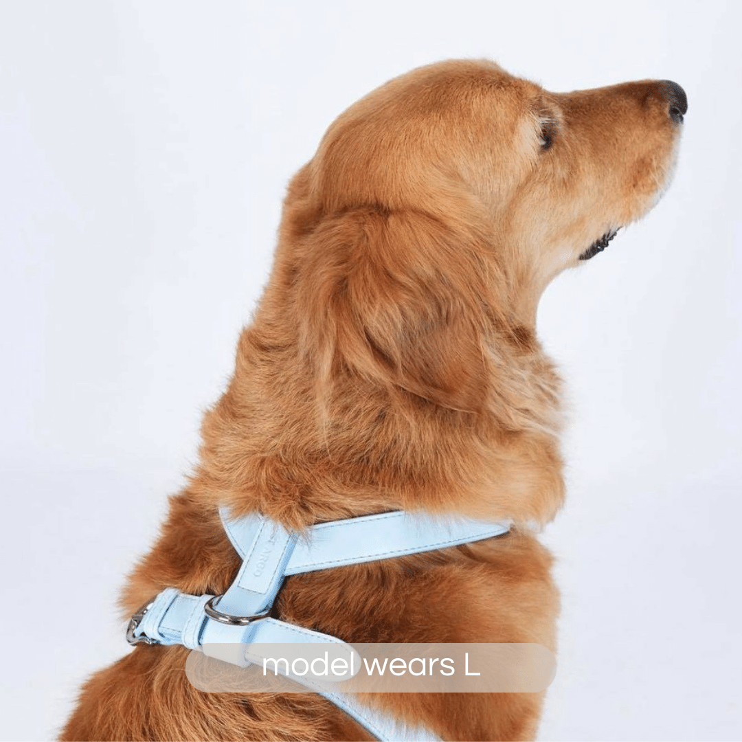 large breed golden retriever wears the soft blue vegan leather ST ARGO dog harness in size large.