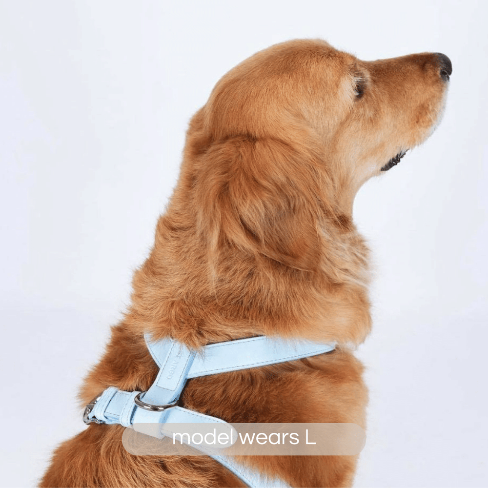 Powder Blue Dog Harness