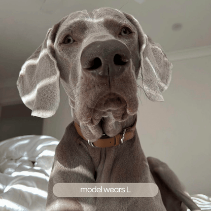 large weimaraner dog wears the size large dog collar in brown
