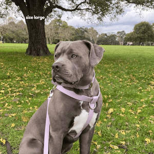 the lilac harness in large on a large breed at the park