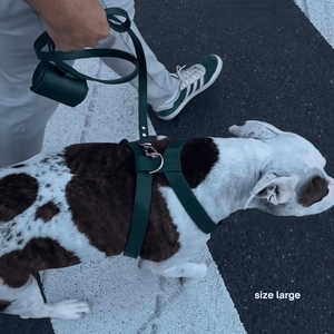 large dog wears the green harness walk set