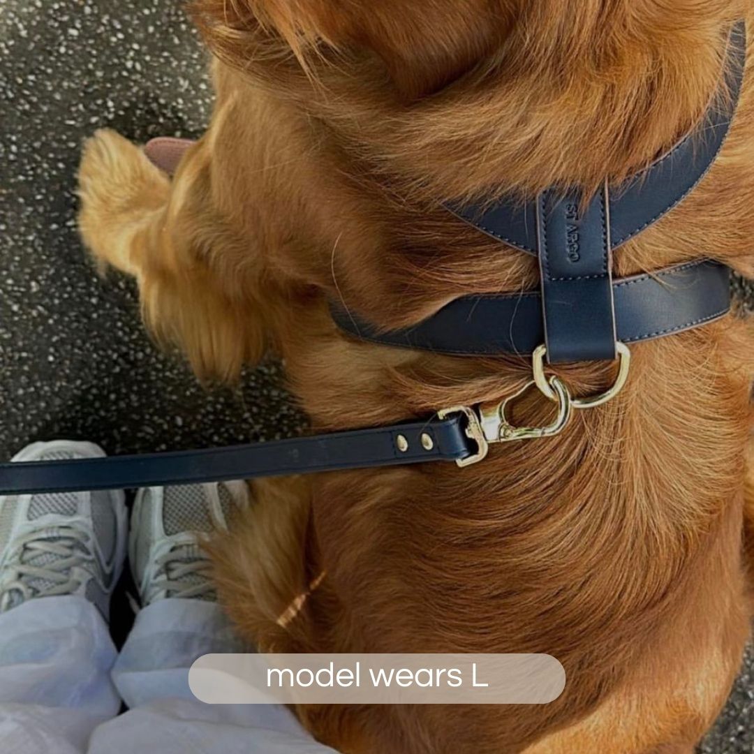 Golden Retriever wears the size XL navy ST ARGO designer vegan leather dog harness