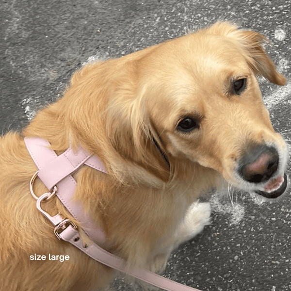 golden retriever wears the size large harness