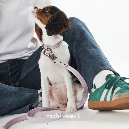 small lilac dog collar on puppy cavalier king charles spaniel