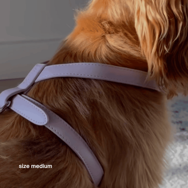 close up of the harness in medium on cocker spaniel