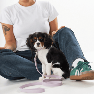 puppy in lilac purple dog lead