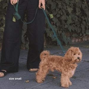 a maltipoo wears the collar in a size small