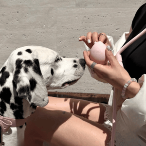 Person holding the pink treat pouch next to a Dalmatian dog on a concrete surface.