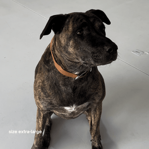 a mastiff x dog in XL brown collar