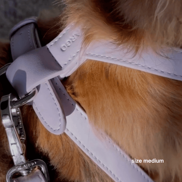 close up of the harness in medium on cocker spaniel