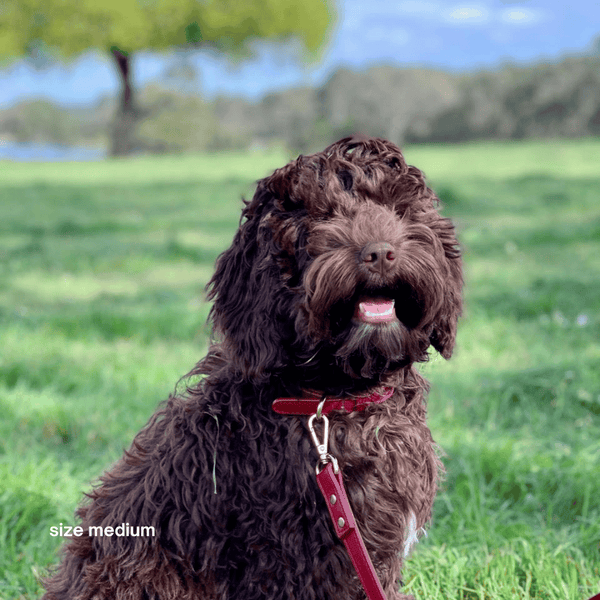 a chocolate Oodle in the ruby red collar size medium