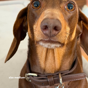 dachshund wears medium cocoa collar