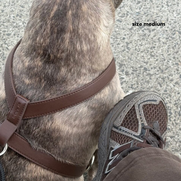 cocoa harness on a french bulldog