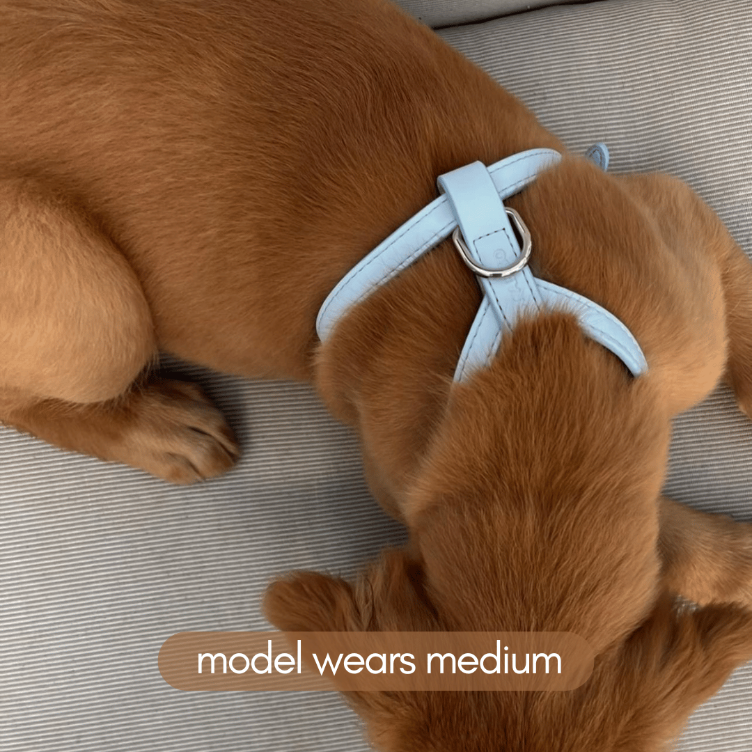 medium soft blue harness on golden retriever puppy