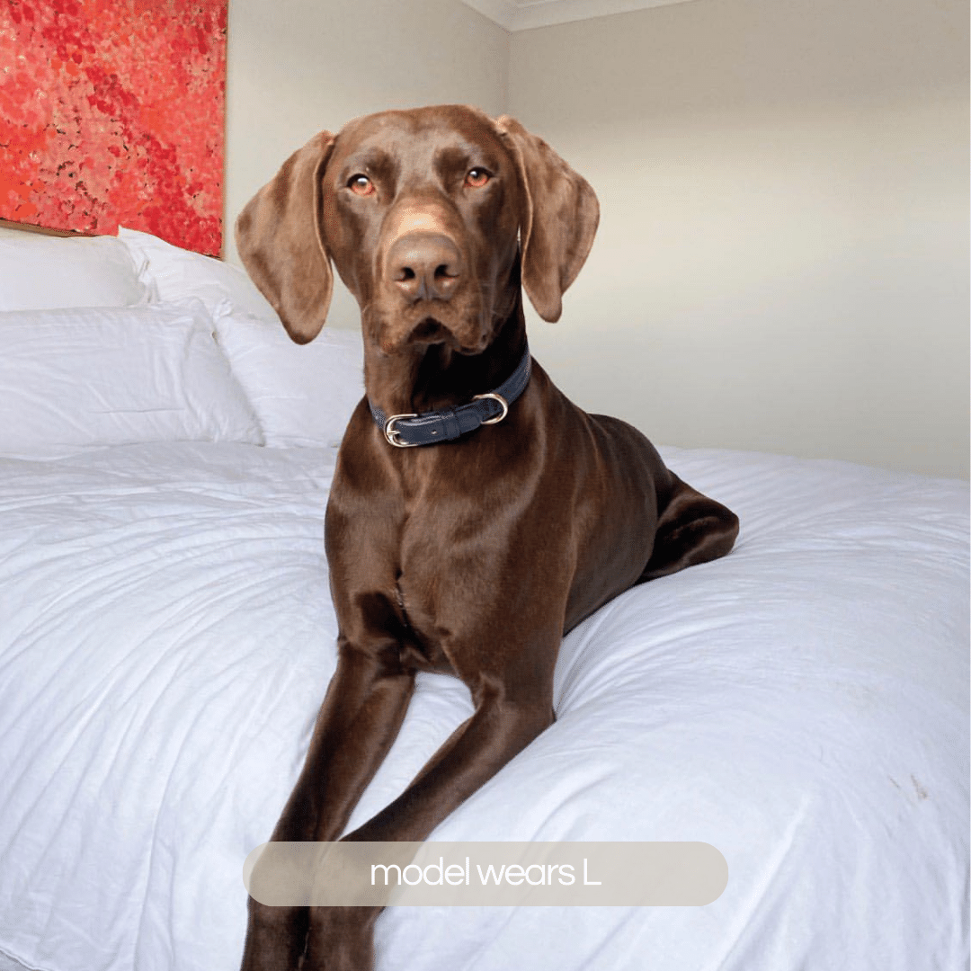 Hungarian Vizsla Dog Vizsla Gsp Cross Hungarian Vizsla Gsp X