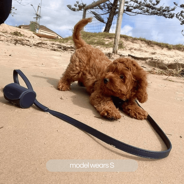 Navy collar walk set on small terrier puppy. Collar set includes: dog collar, dog leash and doggie poop bag holder