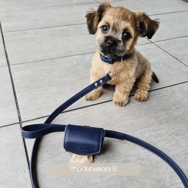 Navy collar walk set on small terrier puppy. Collar set includes: dog collar, dog leash and doggie poop bag holder